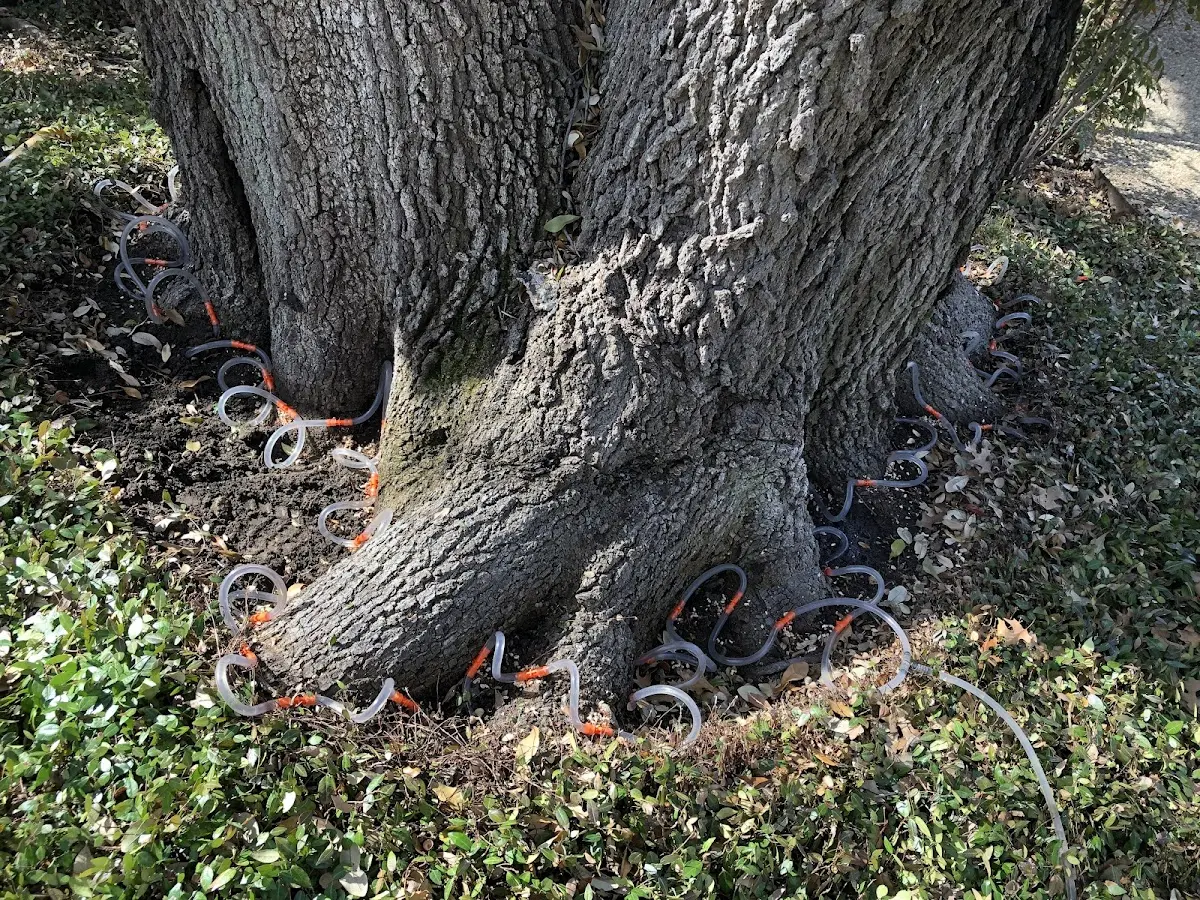 Detailed Tree Cabling and Bracing job site in Ridgeville Corners
