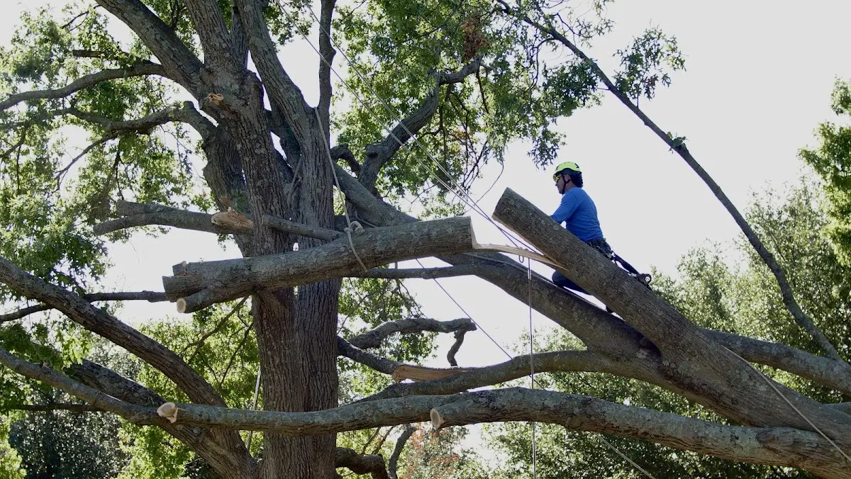 Professional Crown Thinning performed by certified arborists in Ridgeville Corners